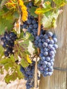 Red grapes in vineyard in Franschhoek, South Africa