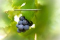 Red grapes in a vineyard, La Rioja, Spain Royalty Free Stock Photo