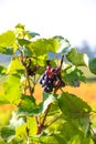 Red grapes in the vineyard Royalty Free Stock Photo