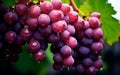 Fresh red grapes with green leaves, water dropplets and blurred background. Royalty Free Stock Photo