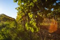 Red Grapes on the Vineyars