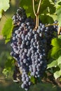 A large cluster of grapes Royalty Free Stock Photo