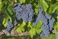 Grapes before the harvest in a vineyard