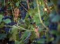 Red grapevine on tree with branches and leaves