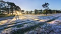 Red Grass DaLat Royalty Free Stock Photo