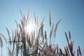 The red grass flowers have sunshine, the space is shining, the sky is beautiful in the summer for the abstract background. Royalty Free Stock Photo