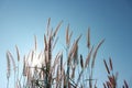 The red grass flowers have sunshine, the space is shining, the sky is beautiful in the summer for the abstract background. Royalty Free Stock Photo