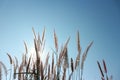 The red grass flowers have sunshine, the space is shining, the sky is beautiful in the summer for the abstract background. Royalty Free Stock Photo