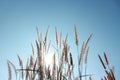 The red grass flowers have sunshine, the space is shining, the sky is beautiful in the summer for the abstract background. Royalty Free Stock Photo