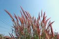 The red grass flowers have sunshine, the space is shining, the sky is beautiful in the summer for the abstract background. Royalty Free Stock Photo