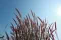 The red grass flowers have sunshine, the space is shining, the sky is beautiful in the summer for the abstract background. Royalty Free Stock Photo