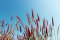 The red grass flowers have sunshine, the space is shining, the sky is beautiful in the summer for the abstract background. Royalty Free Stock Photo