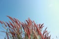 The red grass flowers have sunshine, the space is shining, the sky is beautiful in the summer for the abstract background. Royalty Free Stock Photo