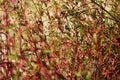 Red grass leaves in the field, natural background Royalty Free Stock Photo