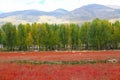 Red grass of Sangdui Royalty Free Stock Photo