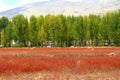 Red grass of Sangdui Royalty Free Stock Photo