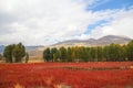 Red grass of Sangdui Royalty Free Stock Photo