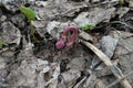 Red grass sprout making its way through a heap of old leaves