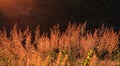 Red grass in sunset Royalty Free Stock Photo