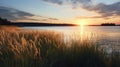 Serene Sunset: A Calm Waterscape Of Tall Grass And Oats Field Royalty Free Stock Photo