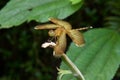 Red Grasshawk dragonfly, Common parasol, female