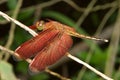 Red Grasshawk dragonfly, Common parasol, male