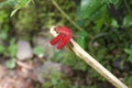 Red Grasshawk dragonfly, Common parasol, male