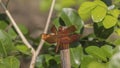 Red Grasshawk dragonfly on wood stick