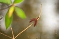 Red Grasshawk Dragonfly sitting on a small branch over a pond