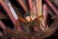 Red Grasshopper-Ecuador