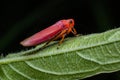 Red grasshopper on green leaf Royalty Free Stock Photo