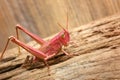 Red grasshopper. insect comes out of cracks in wood