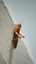 Red grasshopper lobster