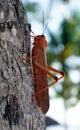 Red grasshopper lobster over a tree