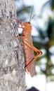 Red grasshopper lobster in a palm tree