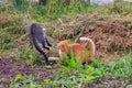 Red and gray cats play, frolic and fight