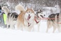 Sled dogs, a red and a gray siberian husky, drive a sleigh together in the snow in winter