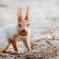 Red-gray squirrel hides nuts in the autumn park in the grass. Red gray squirrel portrait close up