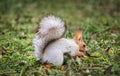 Red-gray squirrel hides nuts in the autumn park in the grass. Red gray squirrel portrait close up