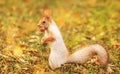 Red-gray squirrel hides nuts in the autumn park in the grass. Red gray squirrel portrait close up