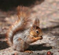 red-gray young squirrel Royalty Free Stock Photo