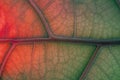 Abstract Backlit Leaf Texture imitating veins of human hearth Royalty Free Stock Photo