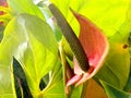 red green anthurium flower in the garden Royalty Free Stock Photo