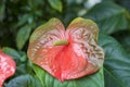 Red green anthurium flowers in botanic garden Tropical plant Royalty Free Stock Photo