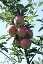 Red with green apple on branch with green leaf Royalty Free Stock Photo