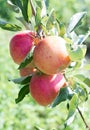 Red with green apple on branch with green leaf Royalty Free Stock Photo