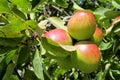 Red and green apple fruits on the tree