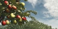 Red and green apples on apple tree branch against blue sky with clouds Royalty Free Stock Photo