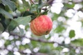 Red-green apples damaged by a worm on a branch. Organic orchard Royalty Free Stock Photo