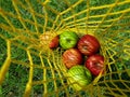 Red and green apples in an eco-friendly yellow bag close-up. Healthy lifestyle. Unusual photo